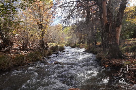 Tonto National Forest
