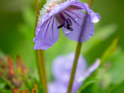 Chugach National Forest