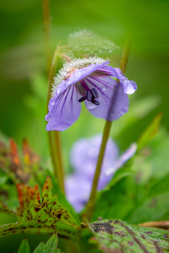 Chugach National Forest