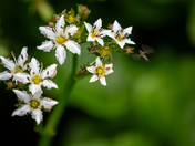 Chugach National Forest