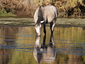 Tonto National Forest