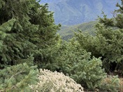 Olympic National Park