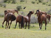 Tonto National Forest