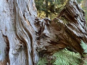 Olympic National Park 