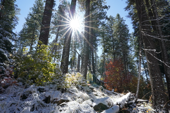Tonto National Forest