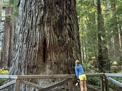 Redwoods National Park