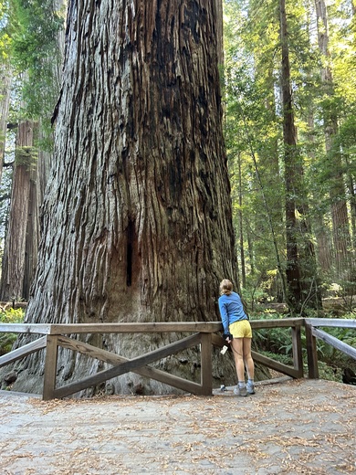 Redwoods National Park