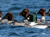 Common Goldeneye.