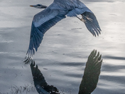 At Dawn on the Fraser River
