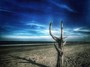 Chincoteague National Wildlife Rescue