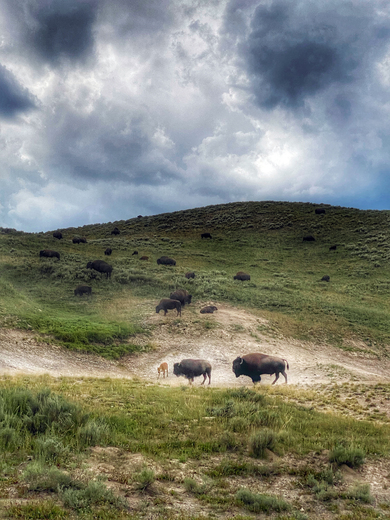 Yellowstone National Park