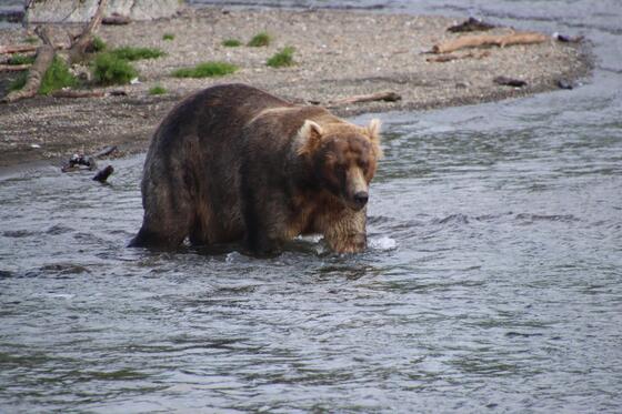 Katmai National Park and Preserve