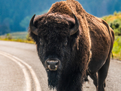 Yellowstone National Park