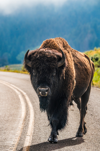 Yellowstone National Park
