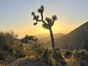 Joshua Tree National Park