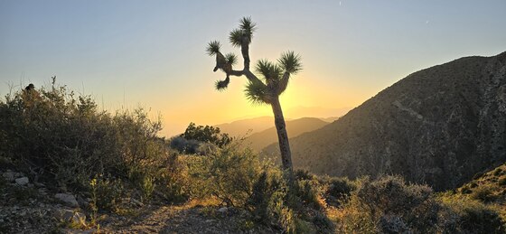 Joshua Tree National Park