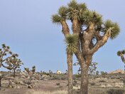 Joshua Tree National Park