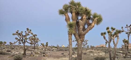 Joshua Tree National Park