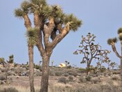 Joshua Tree National Park
