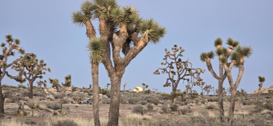 Joshua Tree National Park