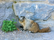 Glacier National Park