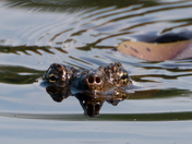 Boundary Waters Canoe Area Wilderness