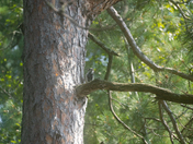 Boundary Waters Canoe Area Wilderness