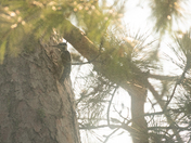 Boundary Waters Canoe Area Wilderness