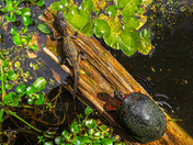Big Cypress National Preserve