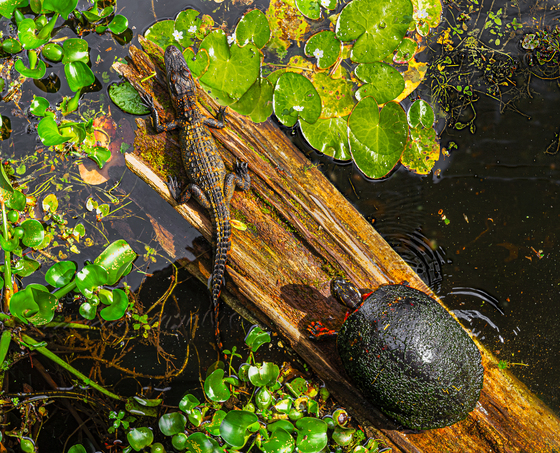 Big Cypress National Preserve