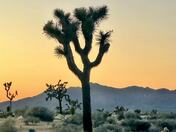 Joshua Tree National Park