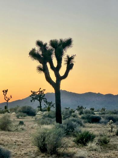 Joshua Tree National Park
