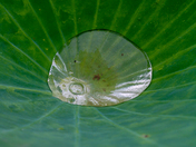 Kenilworth Park & Aquatic Gardens
