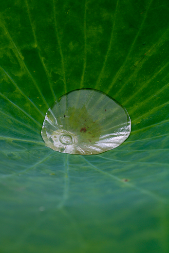 Kenilworth Park & Aquatic Gardens