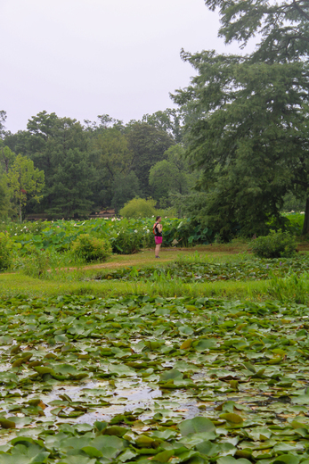 Kenilworth Park & Aquatic Gardens