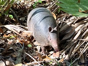 Cumberland Island National Seashore