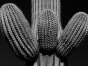 Saguaro National Park