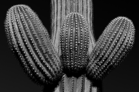 Saguaro National Park