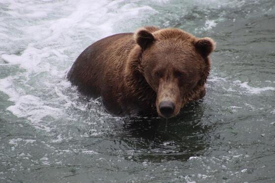 Katmai National Park & Preserve