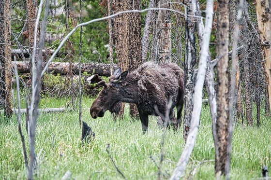 Rocky Mountain National Park