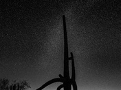 Saguaro National Park