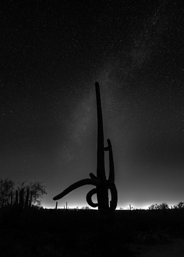 Saguaro National Park