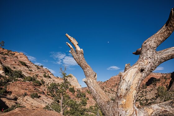 Zion National Park