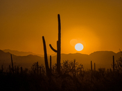 Saguaro National Park