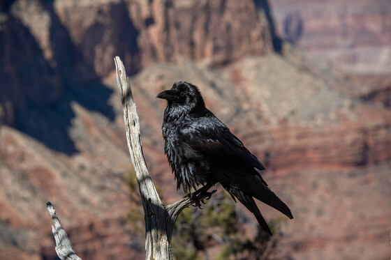 Grand Canyon National Park