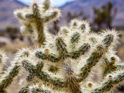Joshua Tree National Park