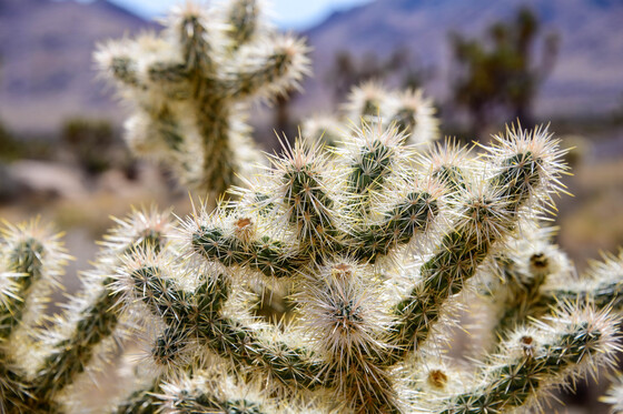 Joshua Tree National Park