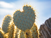 Joshua Tree National Park