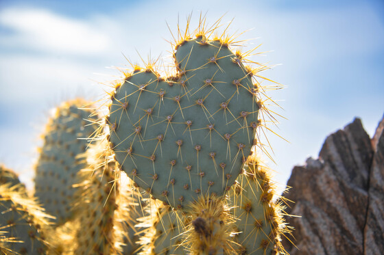 Joshua Tree National Park