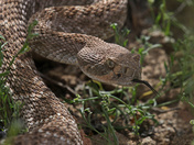 Saguaro National Park 